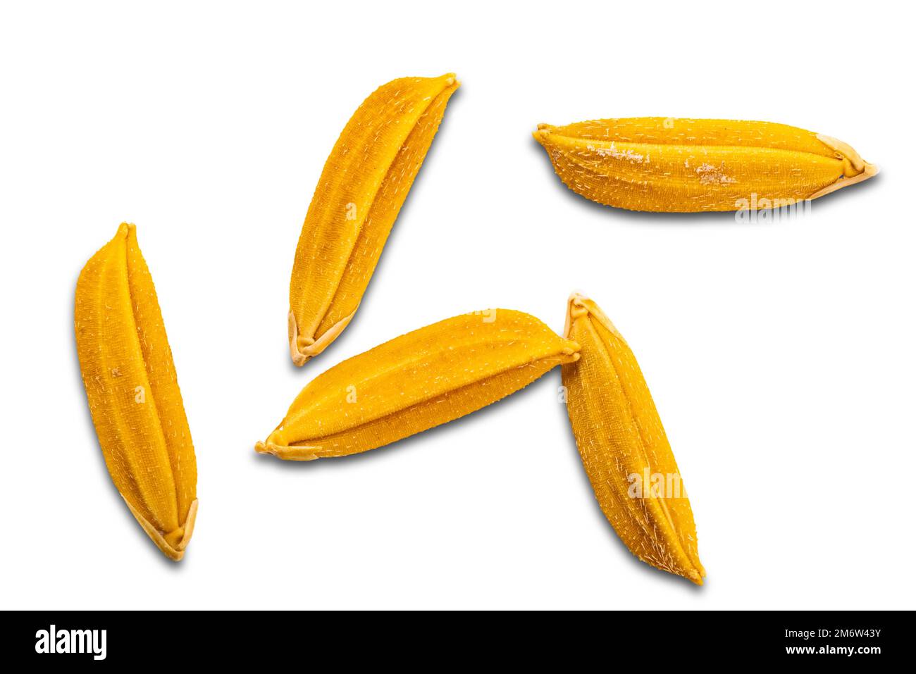 Top view closeup of dry freshly harvested golden color paddy jasmine ...