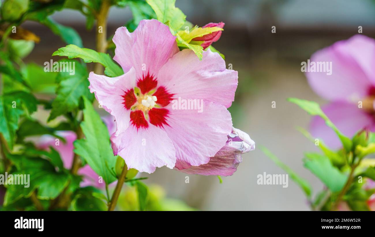 Vibrant hibiscus flower hi-res stock photography and images - Alamy