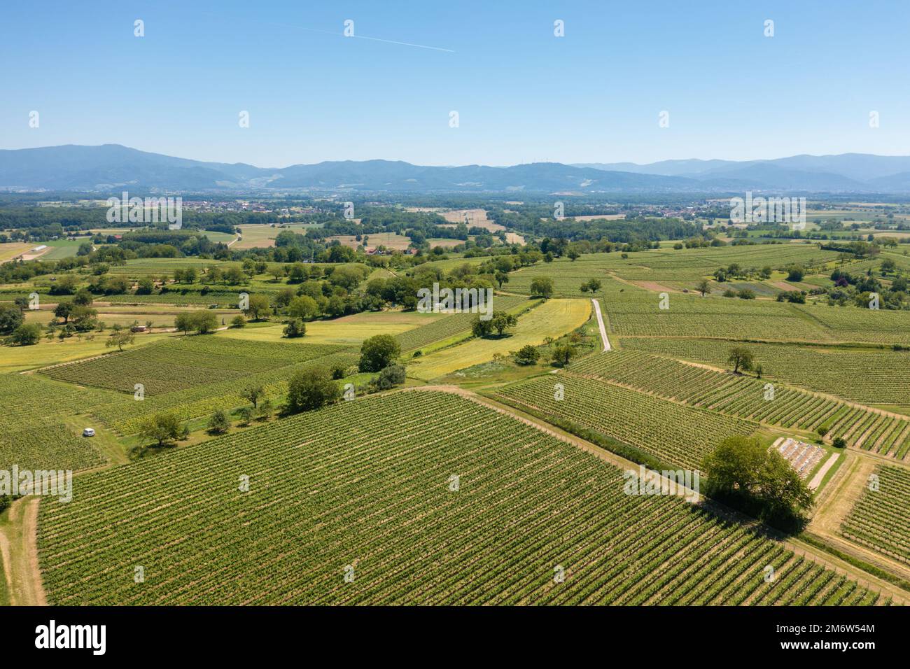 Vineyard in Breisgau Germany region fly over Stock Photo