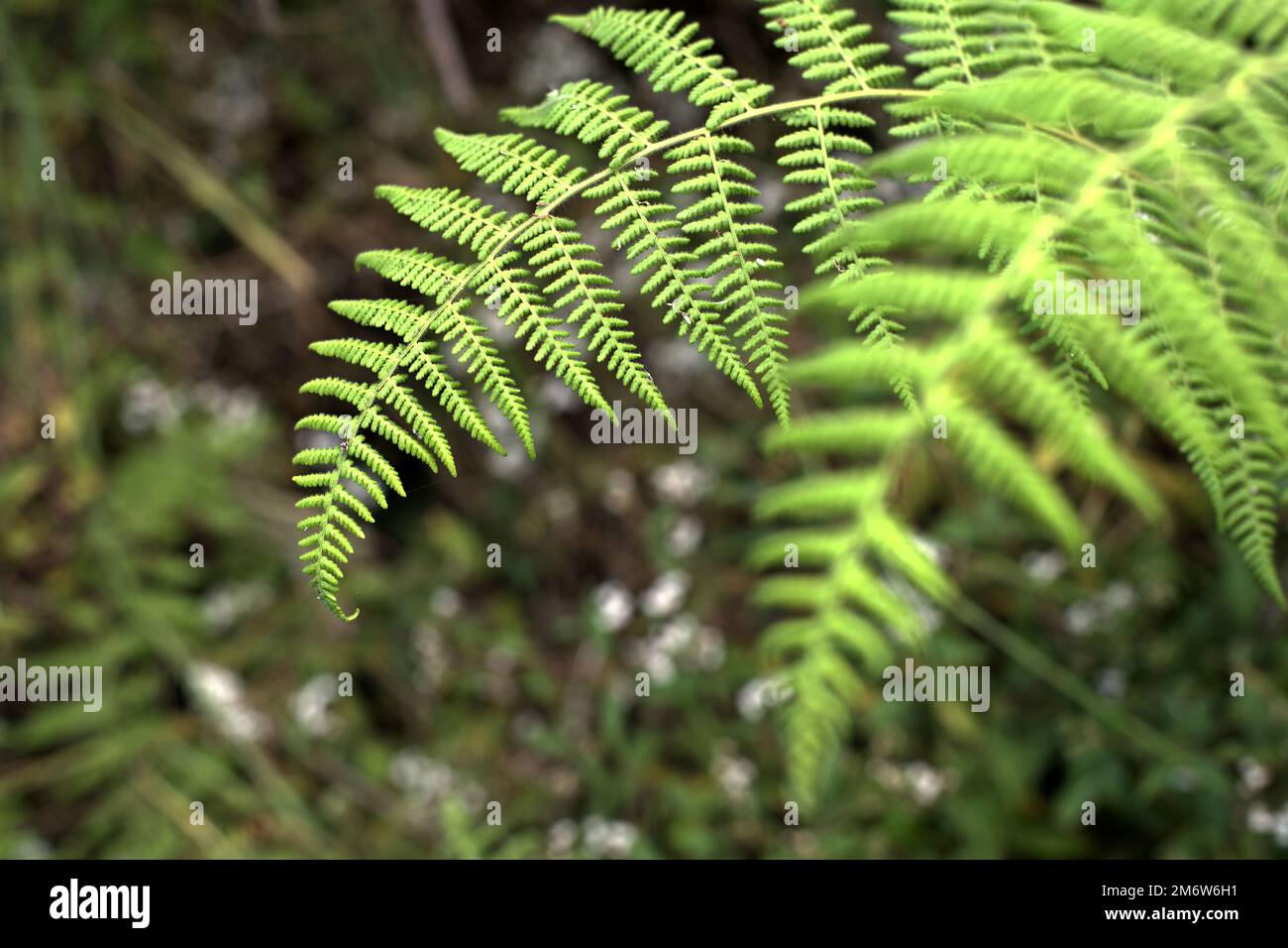 Fern leaves in submontane rainforest ecosystem, seen during a rainforest excursion in Mount Gede Pangrango National Park, West Java, Indonesia. The excursion is one of the activities that are managed and guided as alternate source of income for farmers living in surrounding villages. Stock Photo