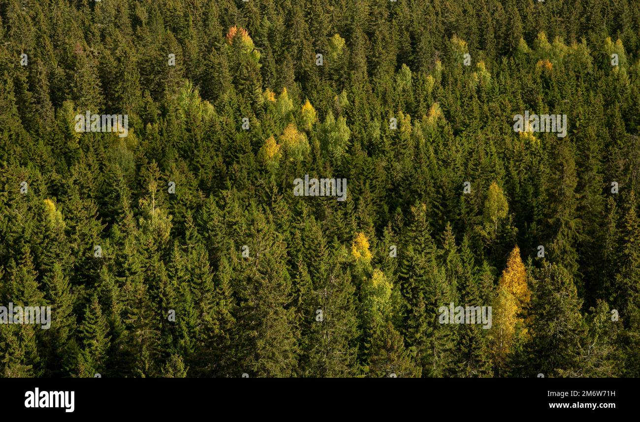 Top pine trees in forest hi-res stock photography and images - Alamy