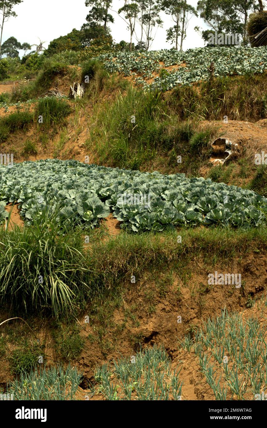 Agricultural fields right next to the border of Mount Gede Pangrango National Park in Ciputri, Pacet, Cianjur, West Java, Indonesia. Stock Photo