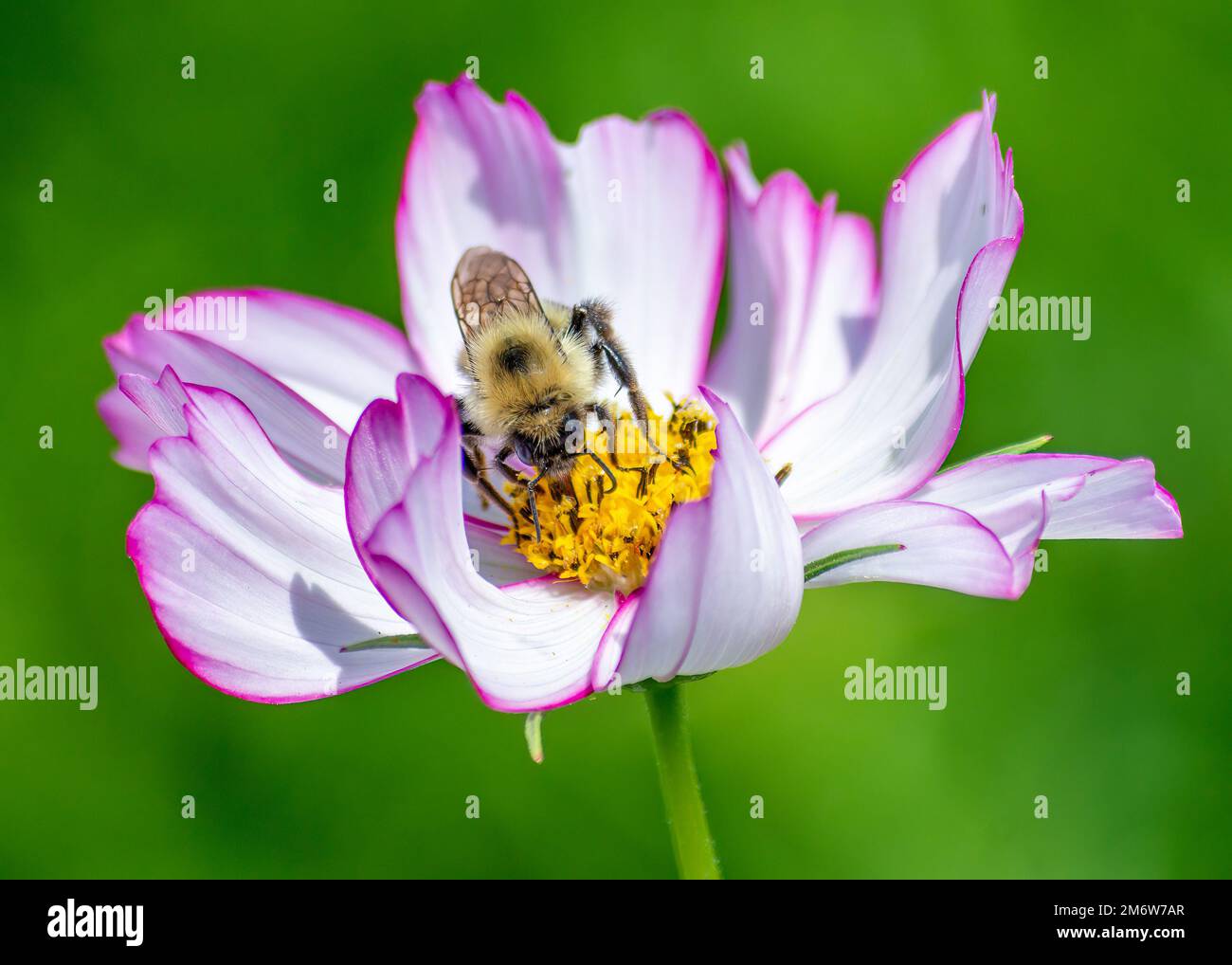 Honey Bee Pollinating On a Cosmos Stock Photo Alamy