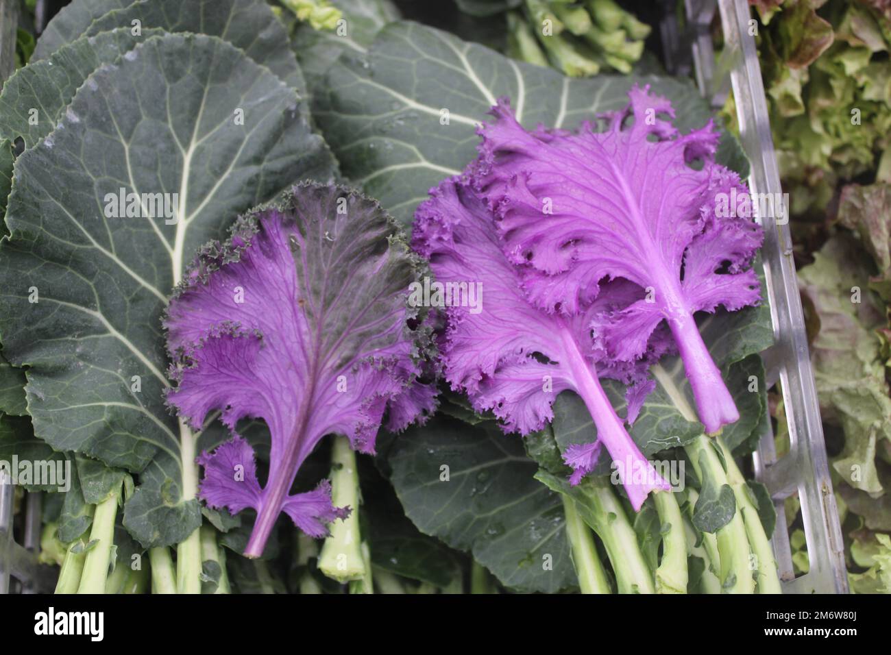 Purple and green kale Stock Photo Alamy