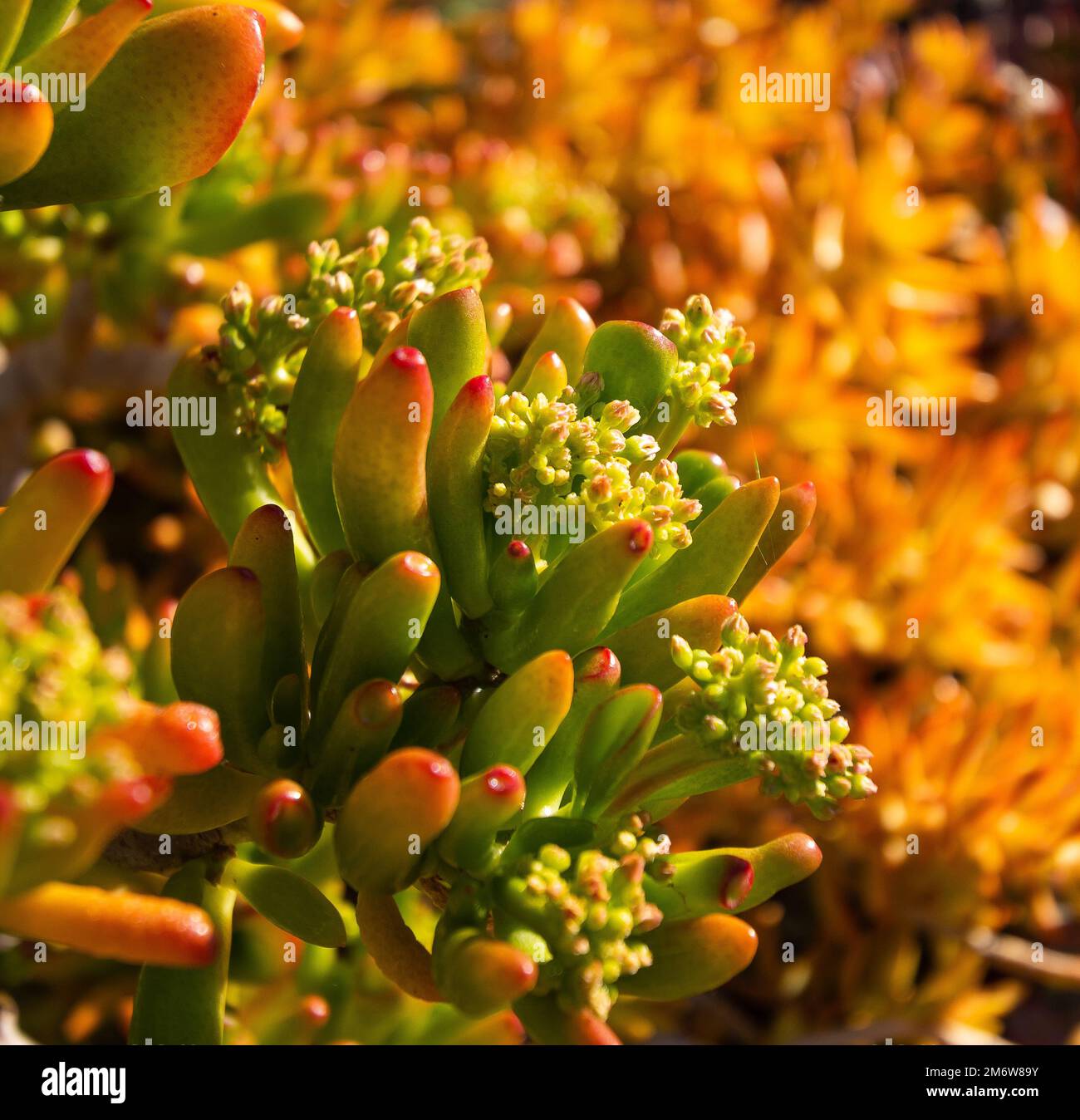 Jade plant in the sun Stock Photo - Alamy