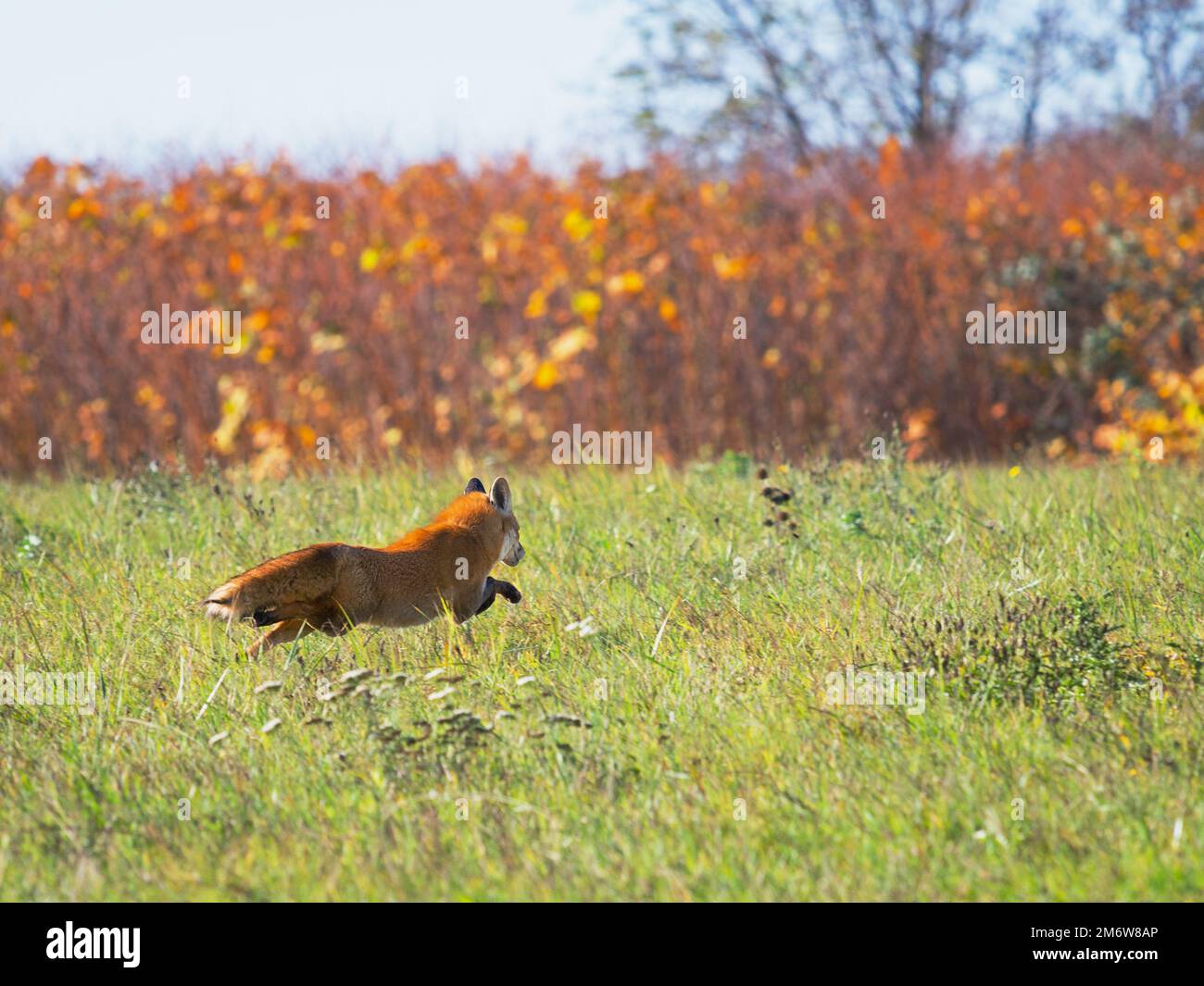 Red fox running across the field Stock Photo - Alamy