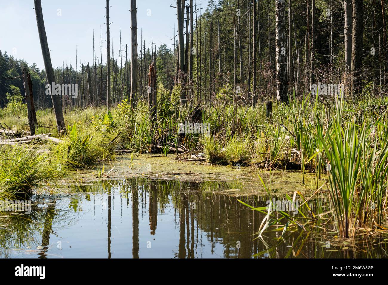Lake in the forest Stock Photo