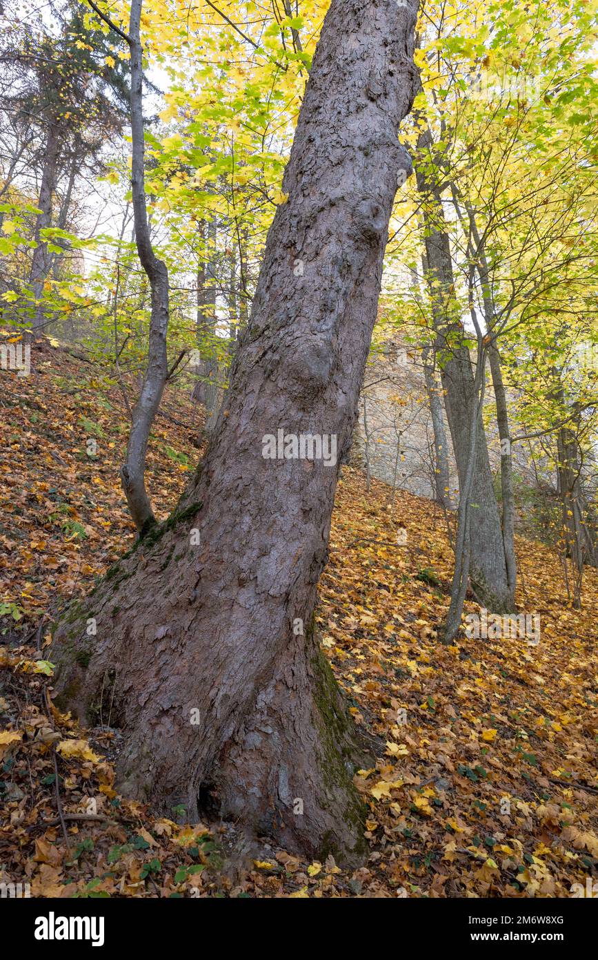 Beech tree trunk in an autumnal forest Stock Photo
