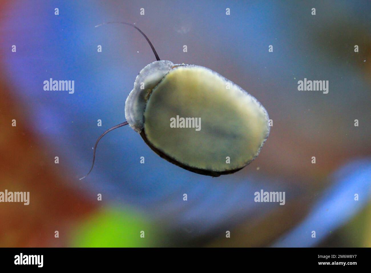 Anthracite cup snail / steel helmet snail - Neritina pulligera Stock Photo