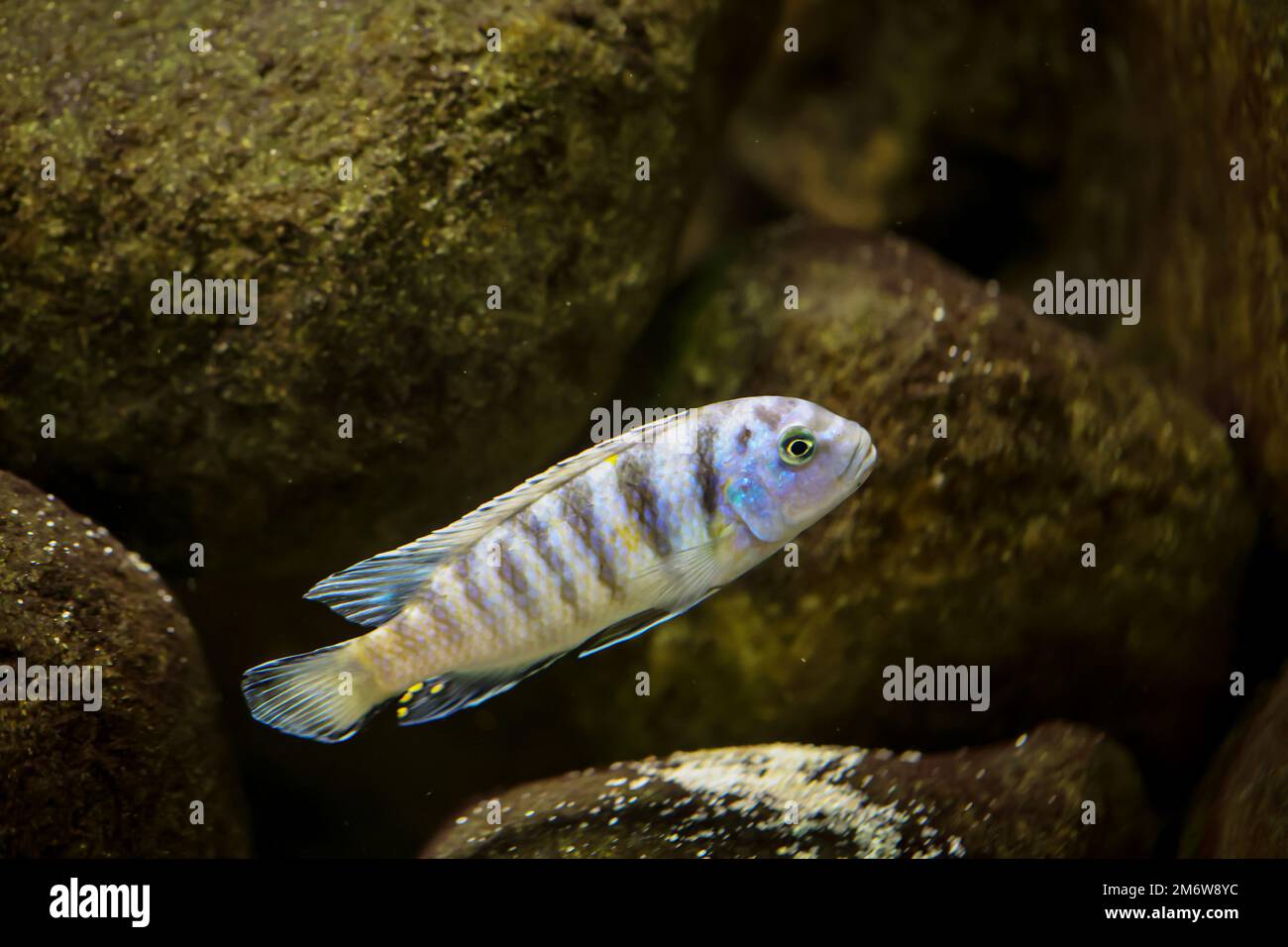 Portrait of a colorful Malawi cichlid in the aquarium. Stock Photo