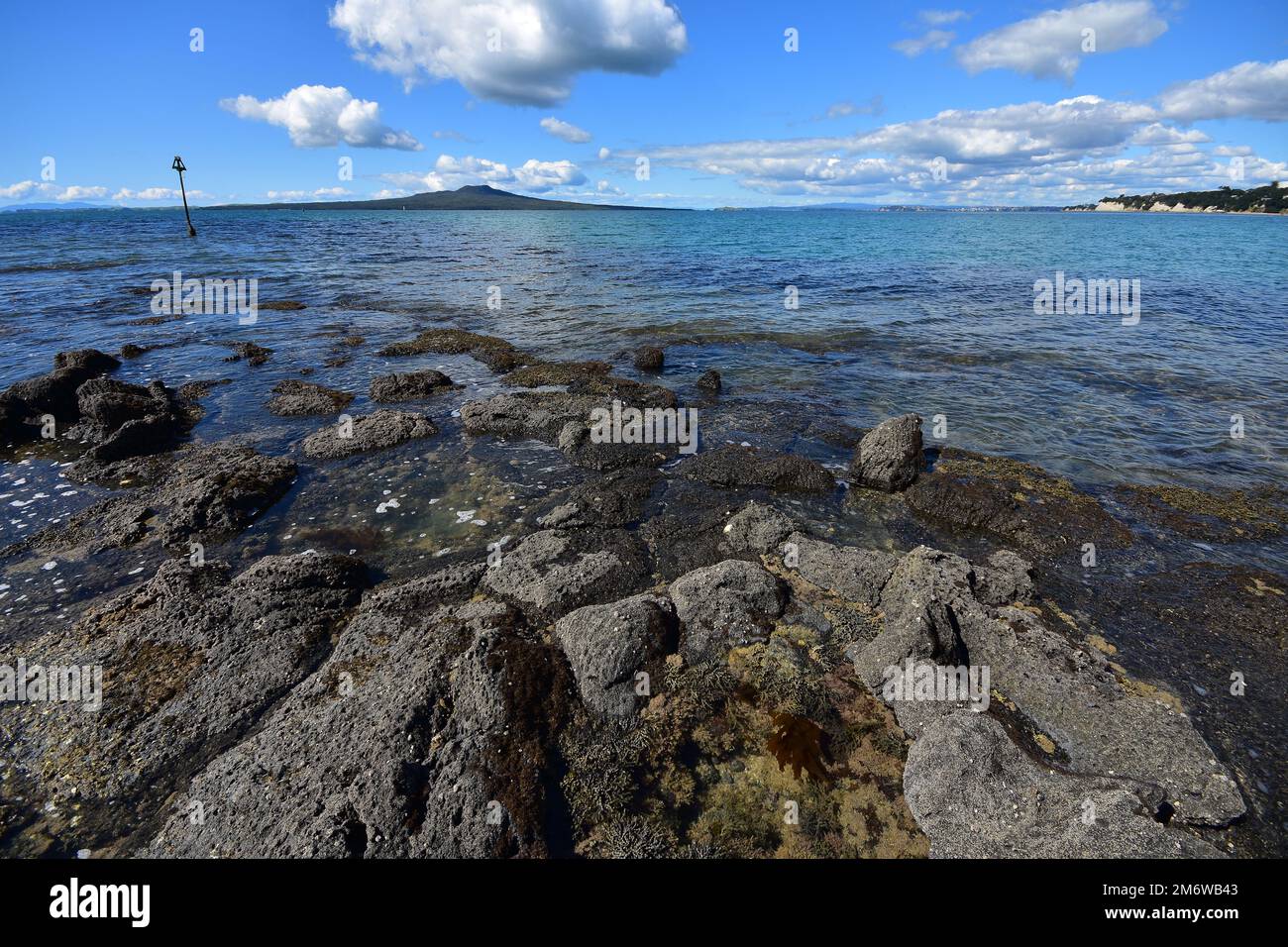 Rock pools with various seaweeds exposed at low tide with Rangitoto volcano island in background