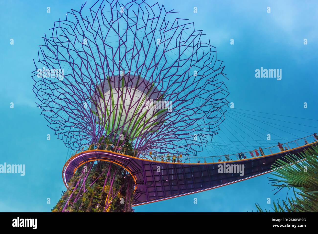 Looking up at a Supertree and OCBC Skyway at Gardens By The Bay ...