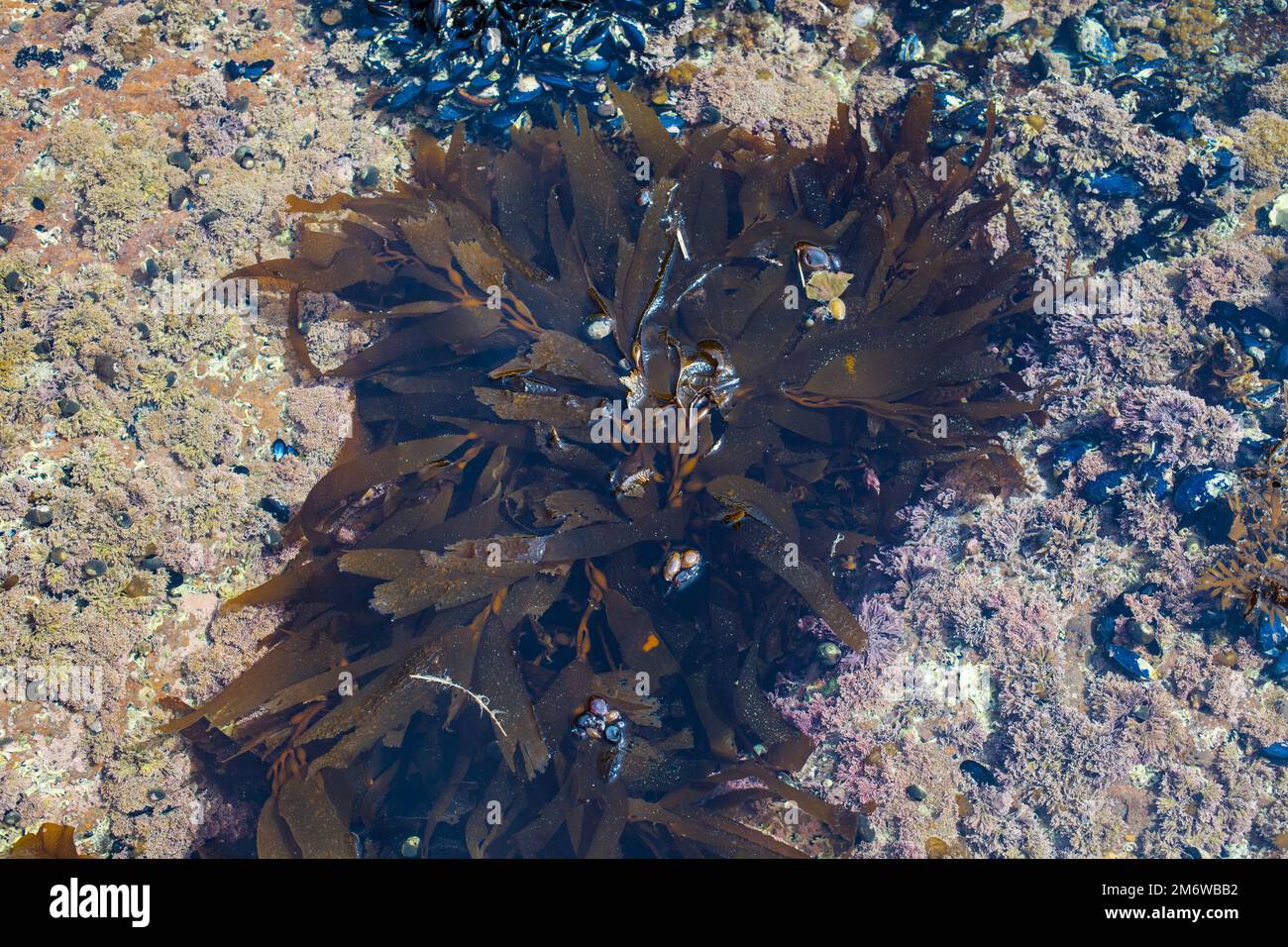 A Look at Life in New Zealand abundant seafood, edible seaweeds and