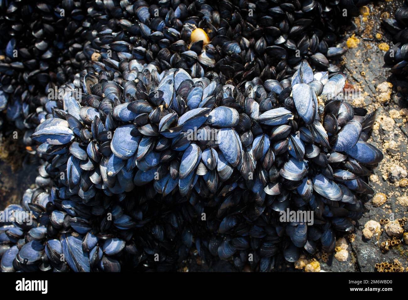 A Look at Life in New Zealand abundant seafood, edible seaweeds and