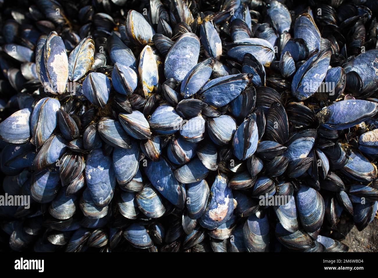 A Look at Life in New Zealand abundant seafood, edible seaweeds and