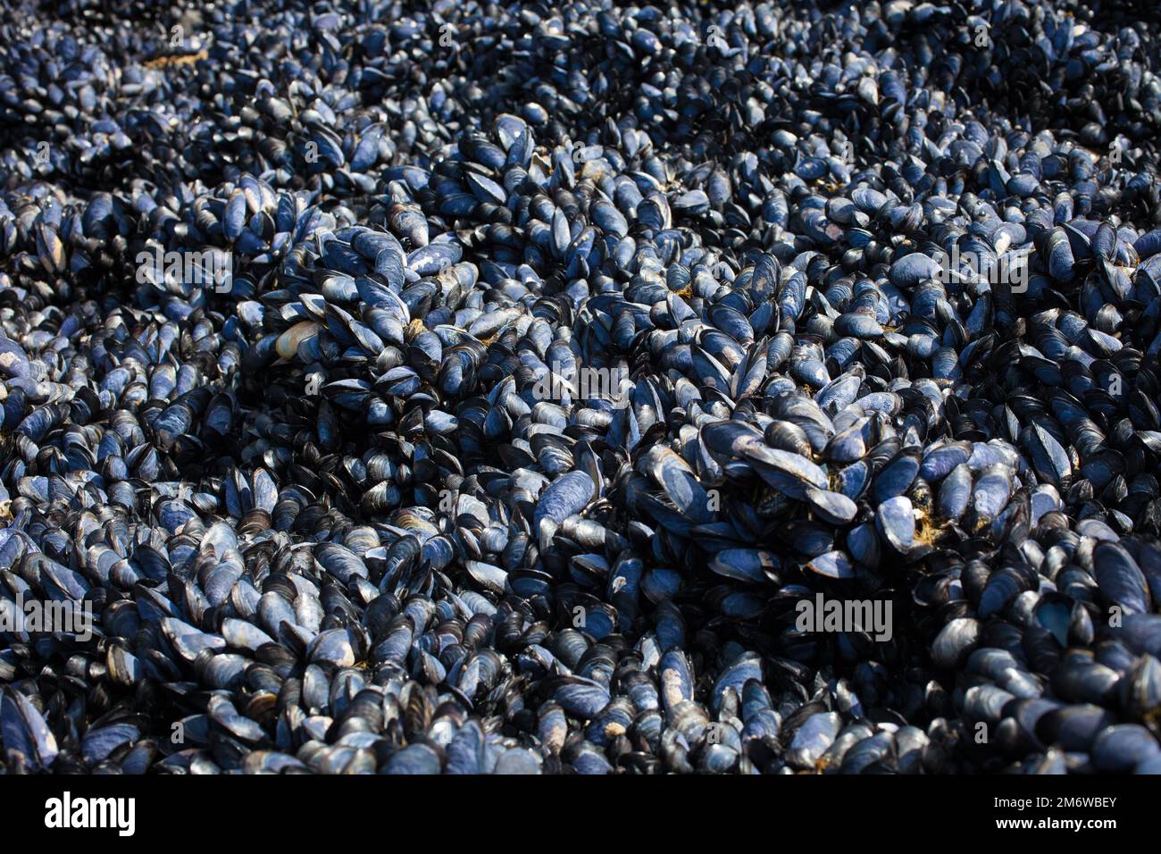 A Look at Life in New Zealand abundant seafood, edible seaweeds and