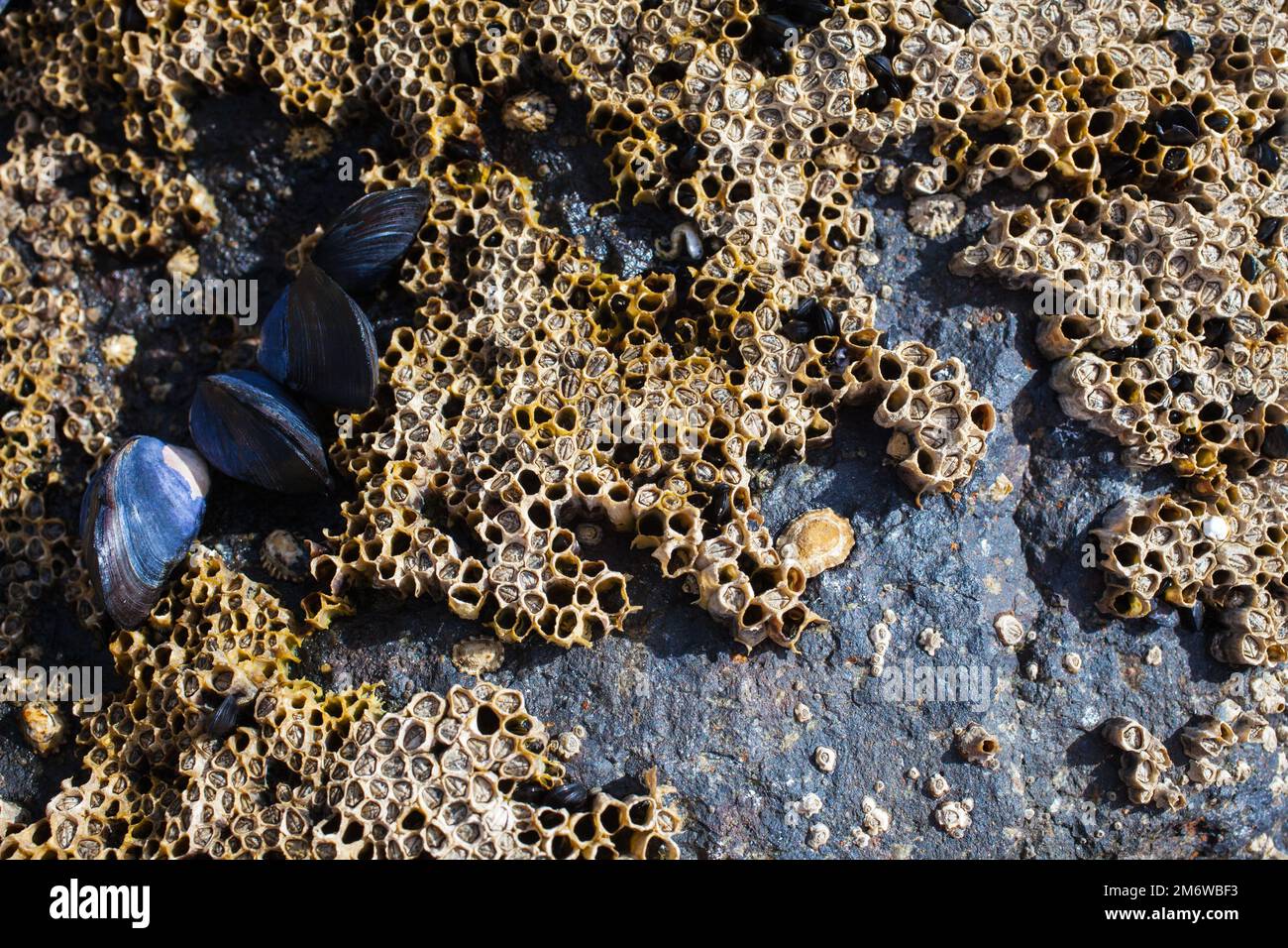 A Look at Life in New Zealand abundant seafood, edible seaweeds and