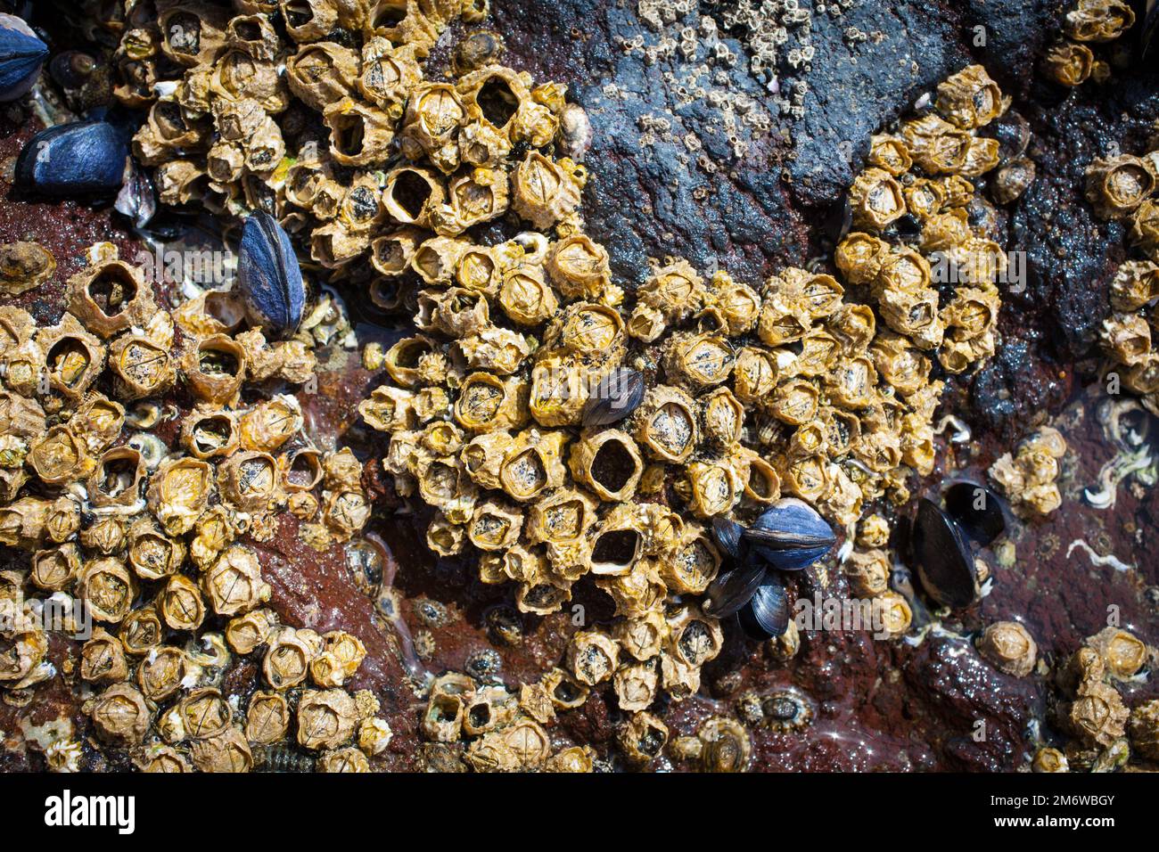 A Look at Life in New Zealand abundant seafood, edible seaweeds and