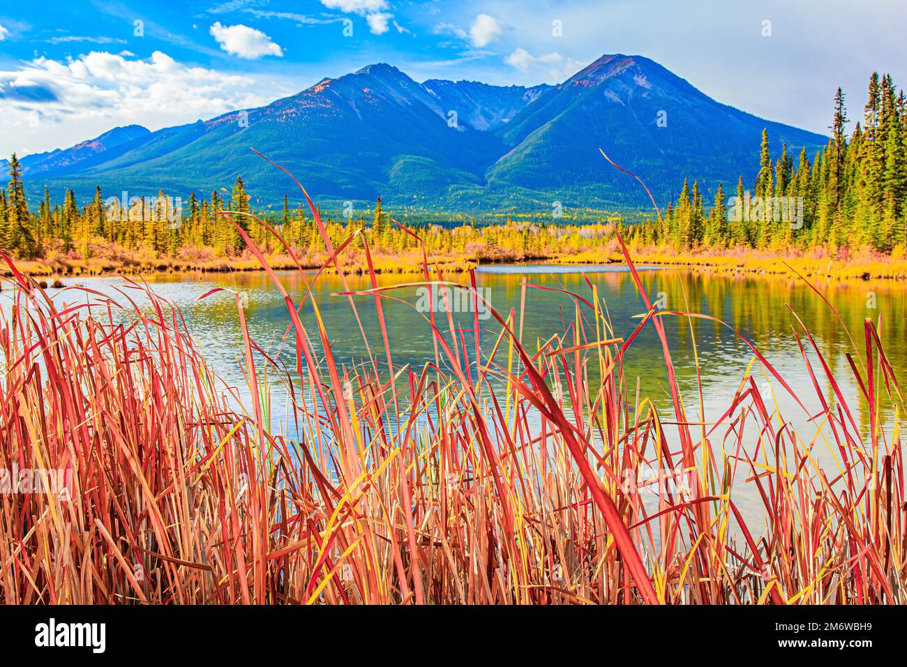 Yellow Red And Orange Foliage Stock Photo Alamy yellow-red-and-orange-foliage-stock-photo-alamy