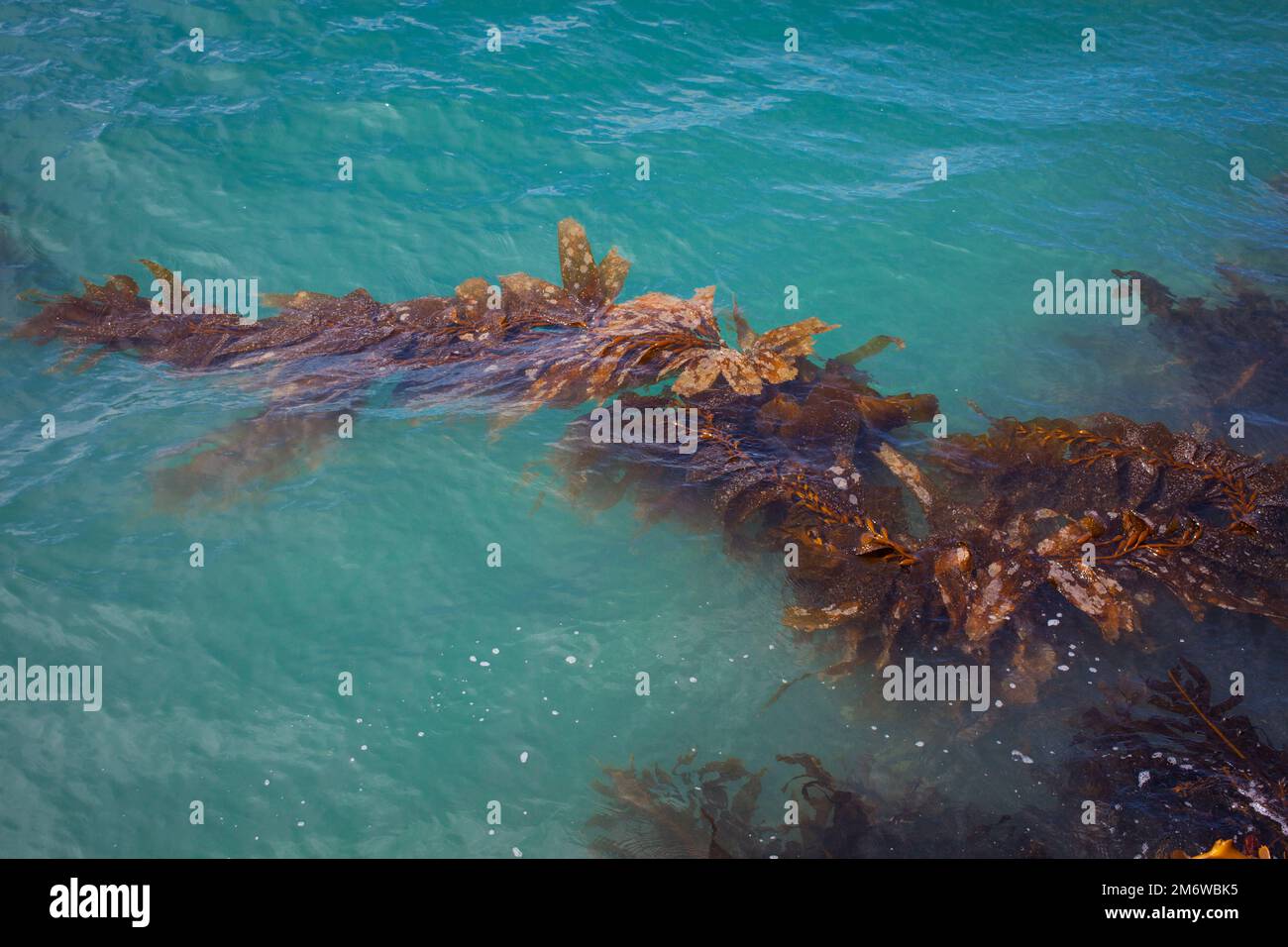 A Look at Life in New Zealand: abundant seafood, edible seaweeds and ...