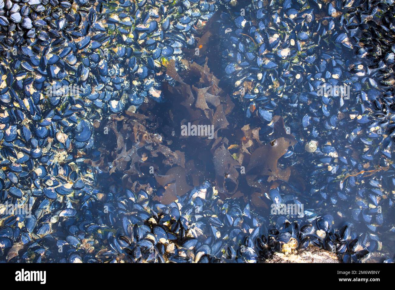 A Look at Life in New Zealand abundant seafood, edible seaweeds and