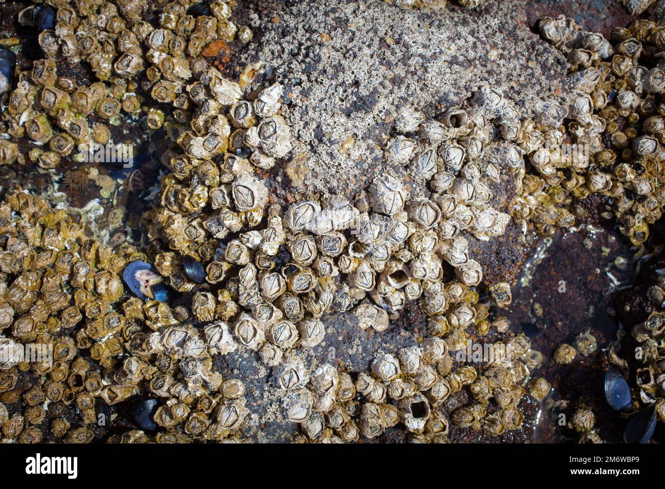 A Look at Life in New Zealand abundant seafood, edible seaweeds and