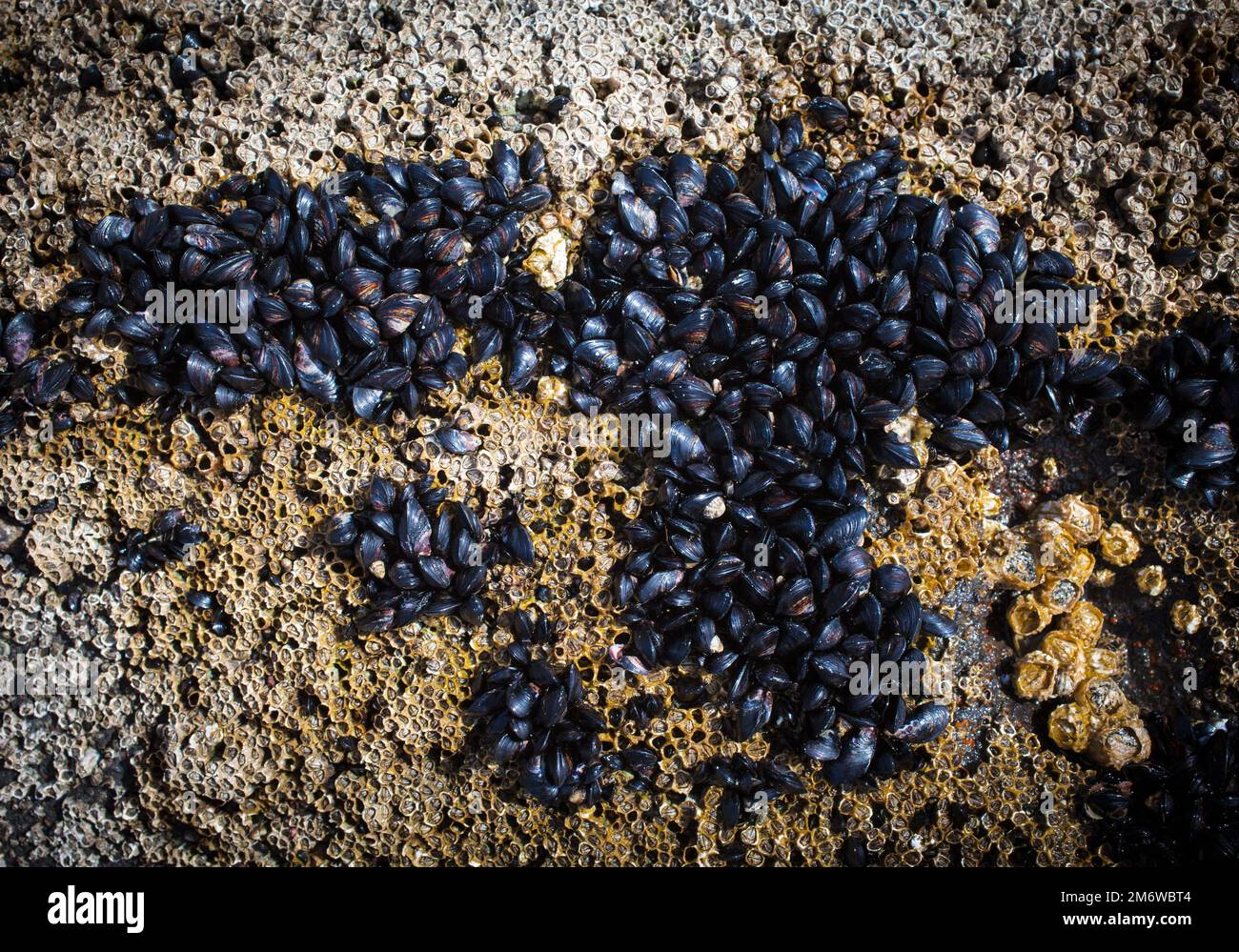 A Look at Life in New Zealand abundant seafood, edible seaweeds and