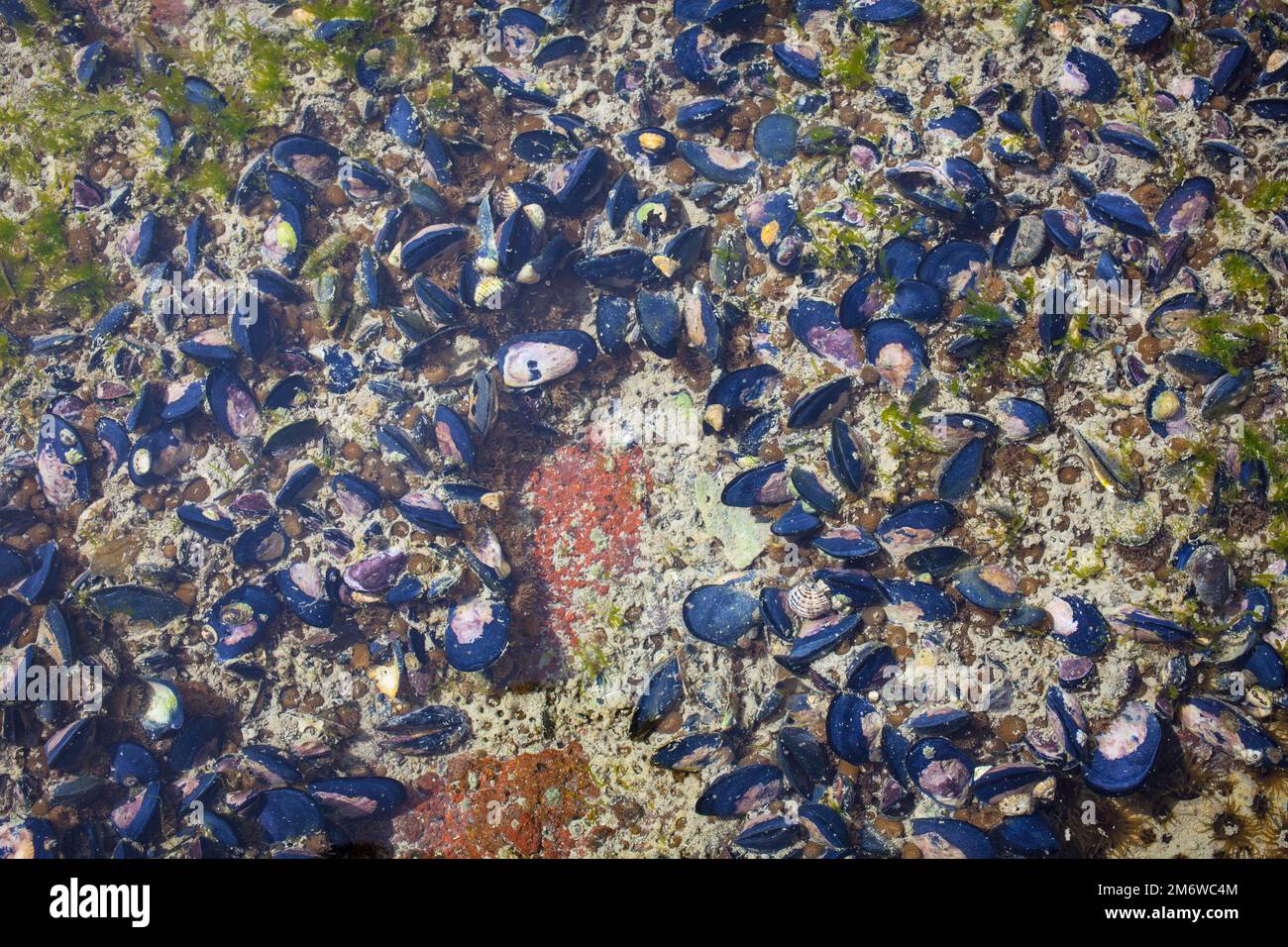 A Look at Life in New Zealand abundant seafood, edible seaweeds and