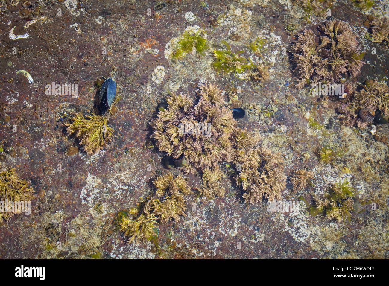 A Look at Life in New Zealand abundant seafood, edible seaweeds and
