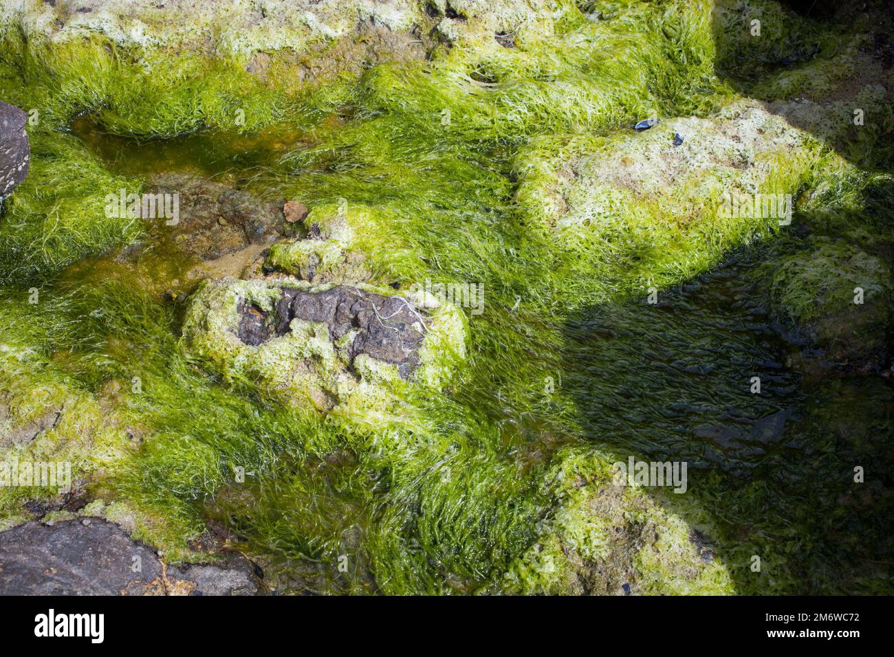 A Look at Life in New Zealand abundant seafood, edible seaweeds and