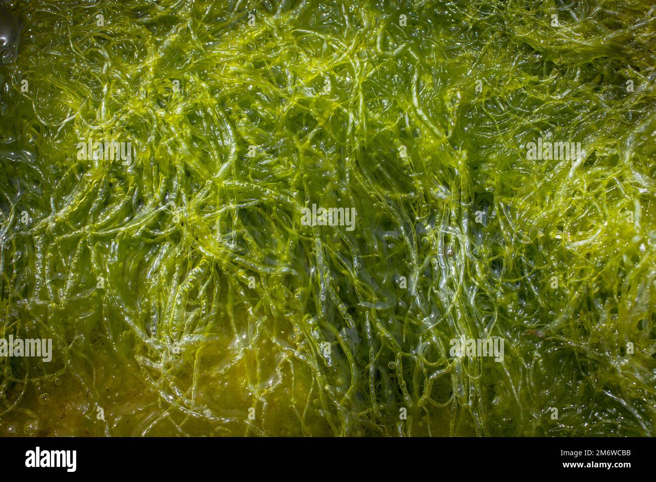 A Look at Life in New Zealand abundant seafood, edible seaweeds and