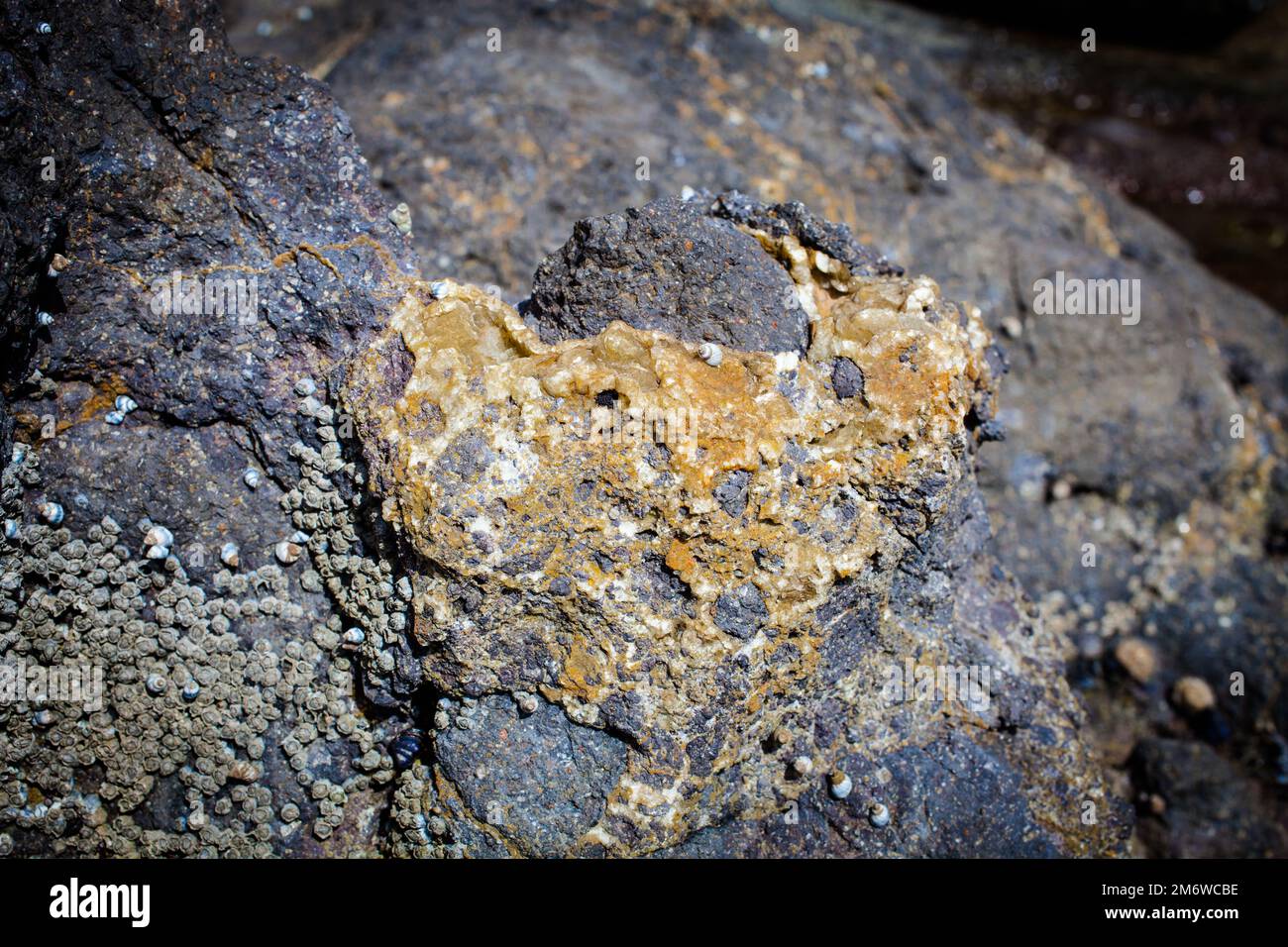 A Look at Life in New Zealand abundant seafood, edible seaweeds and