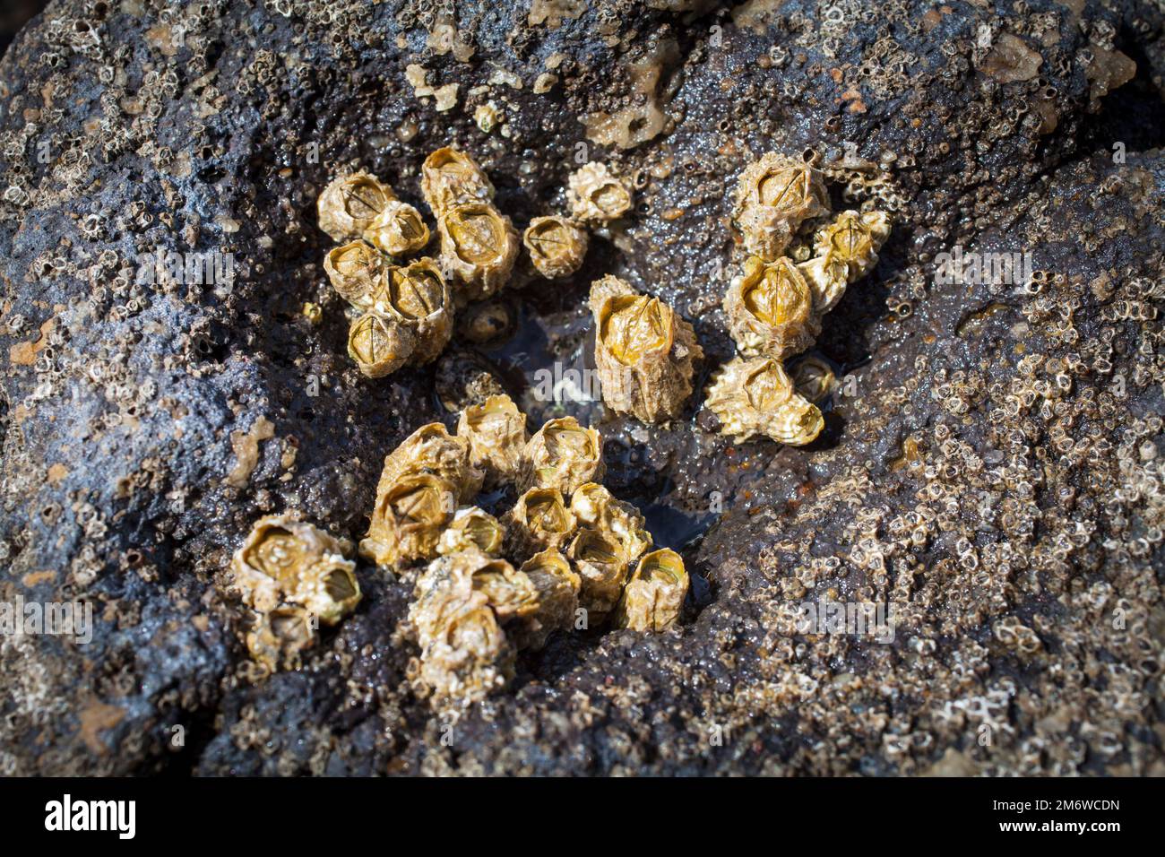 A Look at Life in New Zealand abundant seafood, edible seaweeds and