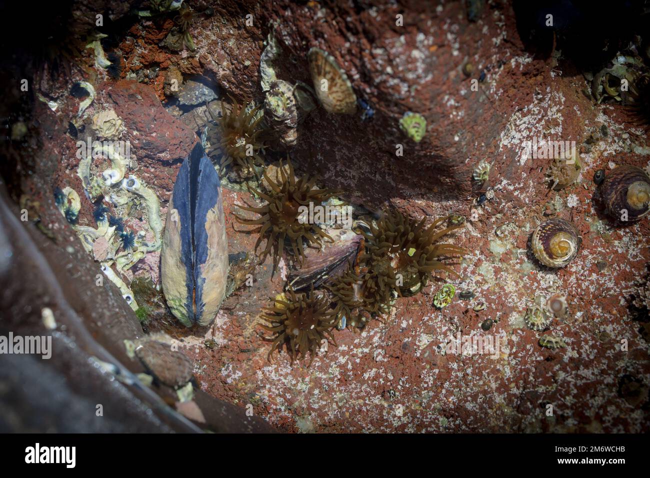 A Look at Life in New Zealand abundant seafood, edible seaweeds and