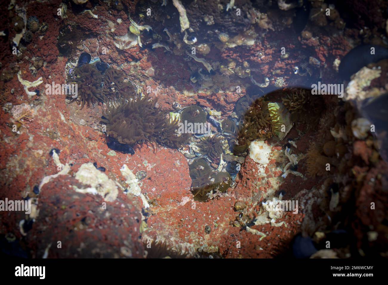 A Look at Life in New Zealand abundant seafood, edible seaweeds and