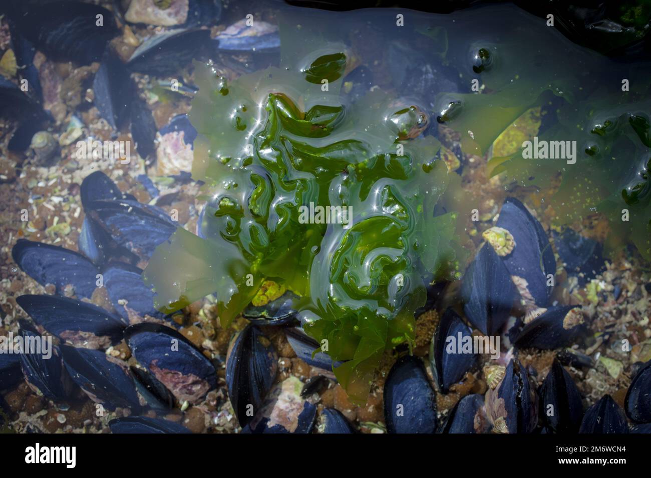 A Look at Life in New Zealand abundant seafood, edible seaweeds and