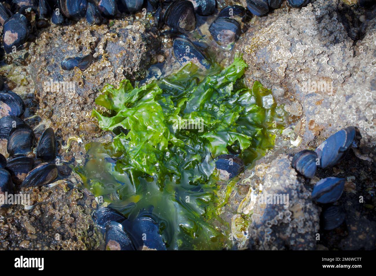 A Look at Life in New Zealand abundant seafood, edible seaweeds and