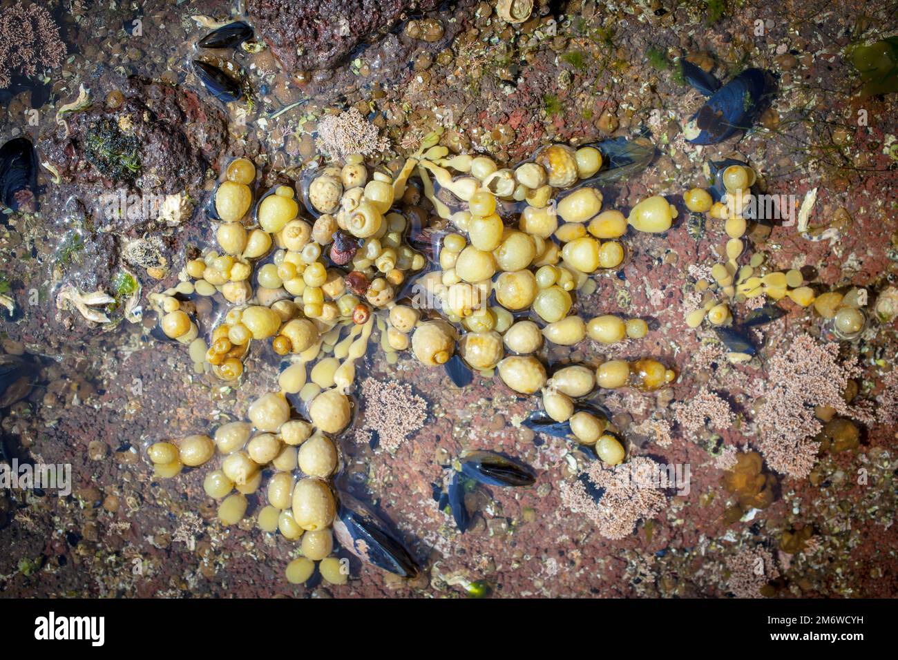 A Look at Life in New Zealand abundant seafood, edible seaweeds and