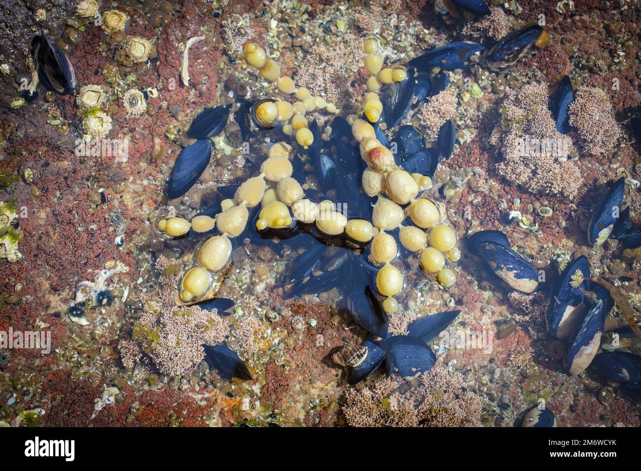 A Look at Life in New Zealand abundant seafood, edible seaweeds and