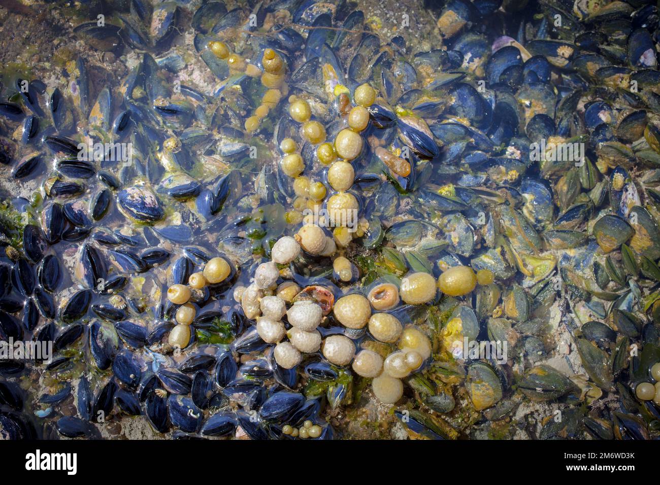 A Look at Life in New Zealand abundant seafood, edible seaweeds and