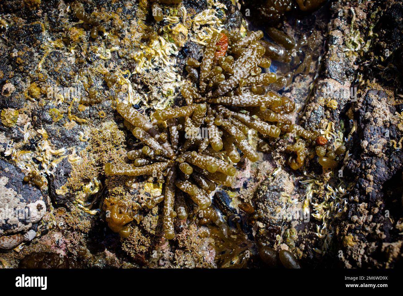 A Look at Life in New Zealand abundant seafood, edible seaweeds and