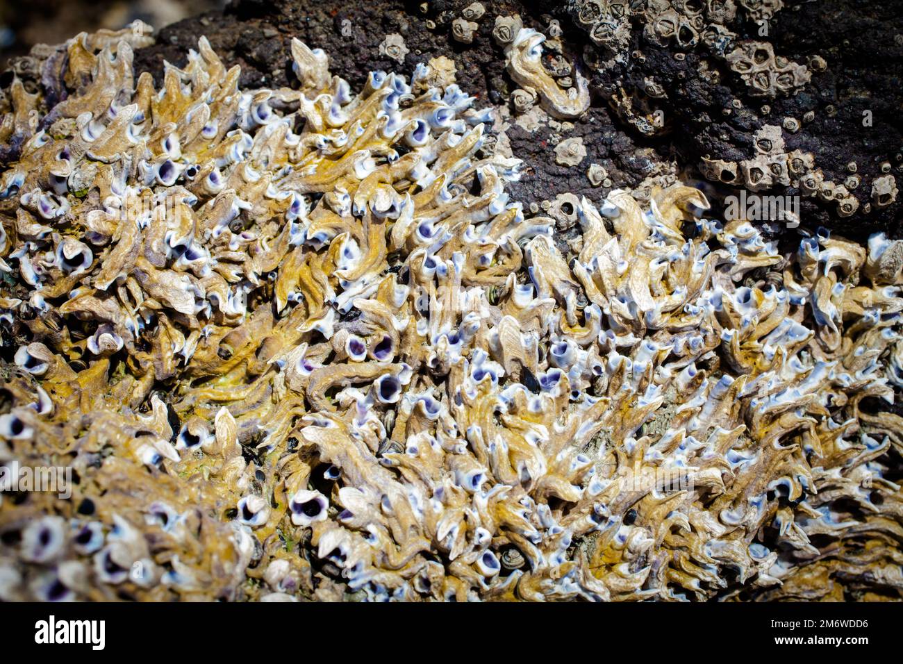 A Look at Life in New Zealand abundant seafood, edible seaweeds and