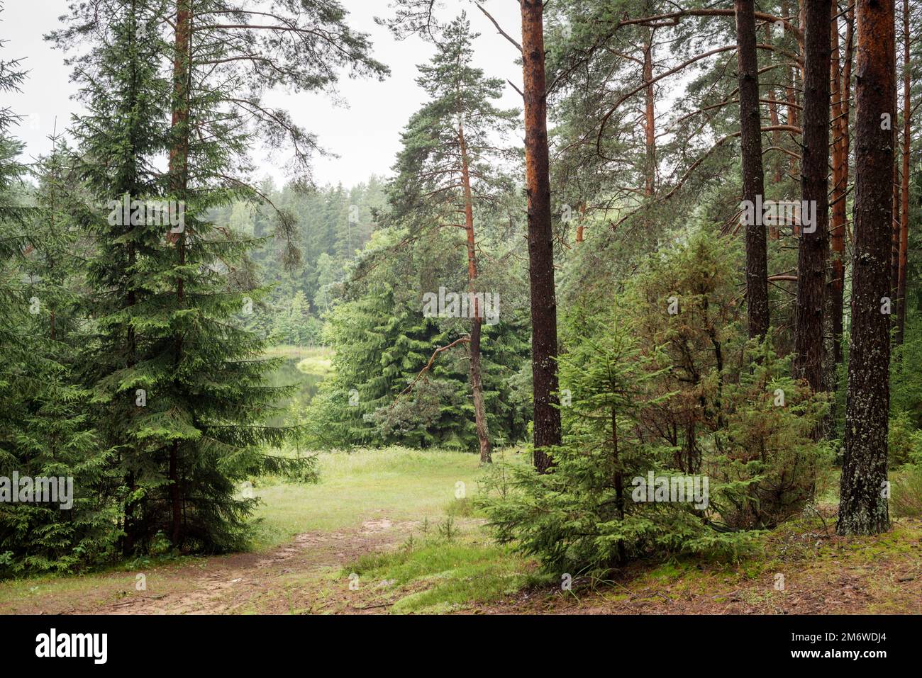 Pine forest Stock Photo