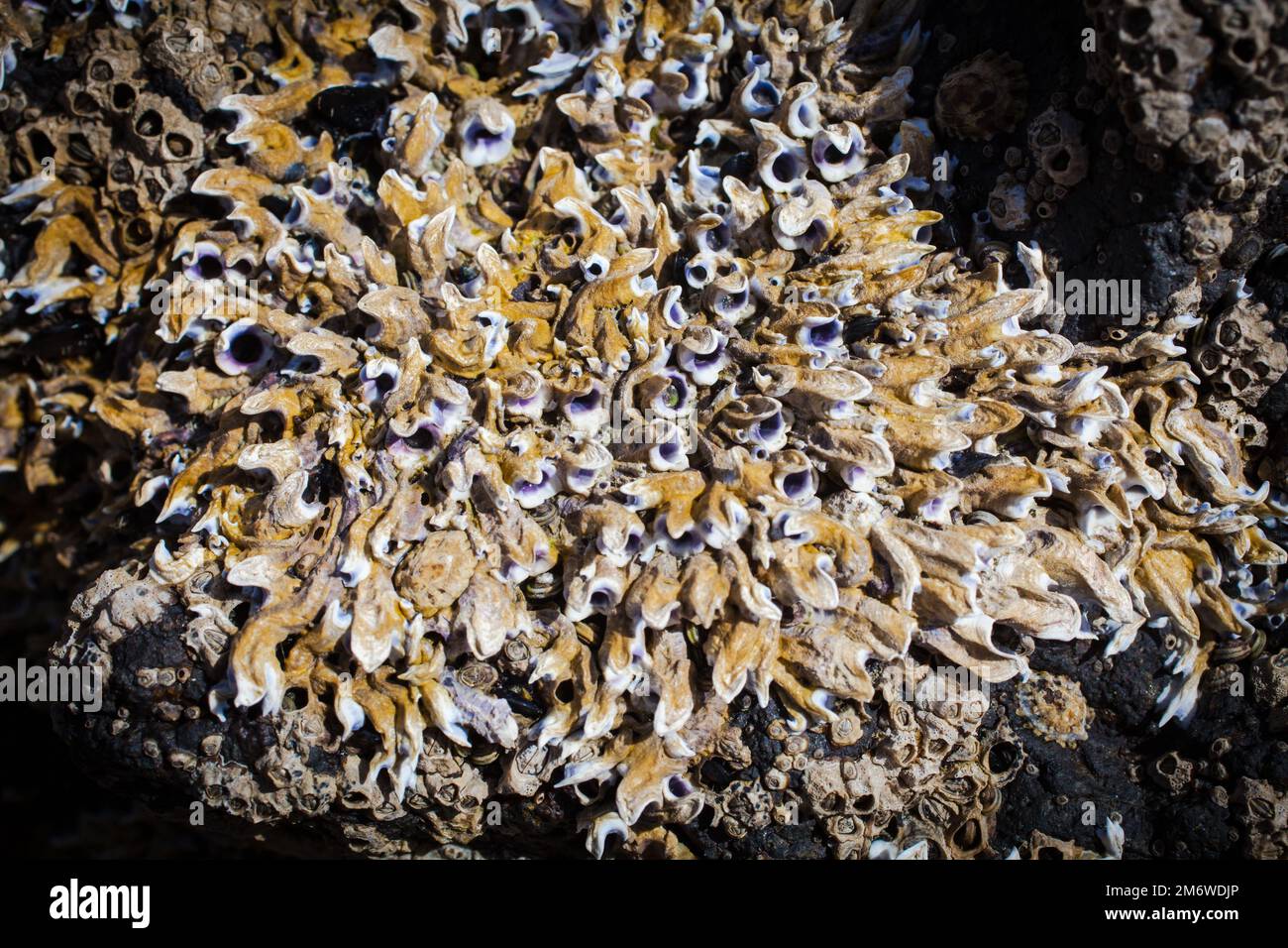 A Look at Life in New Zealand abundant seafood, edible seaweeds and