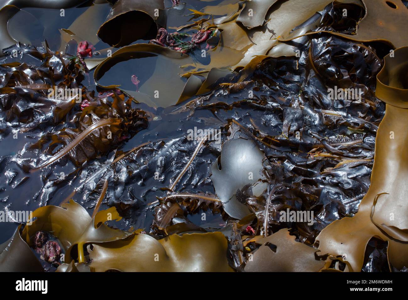 A Look at Life in New Zealand abundant seafood, edible seaweeds and