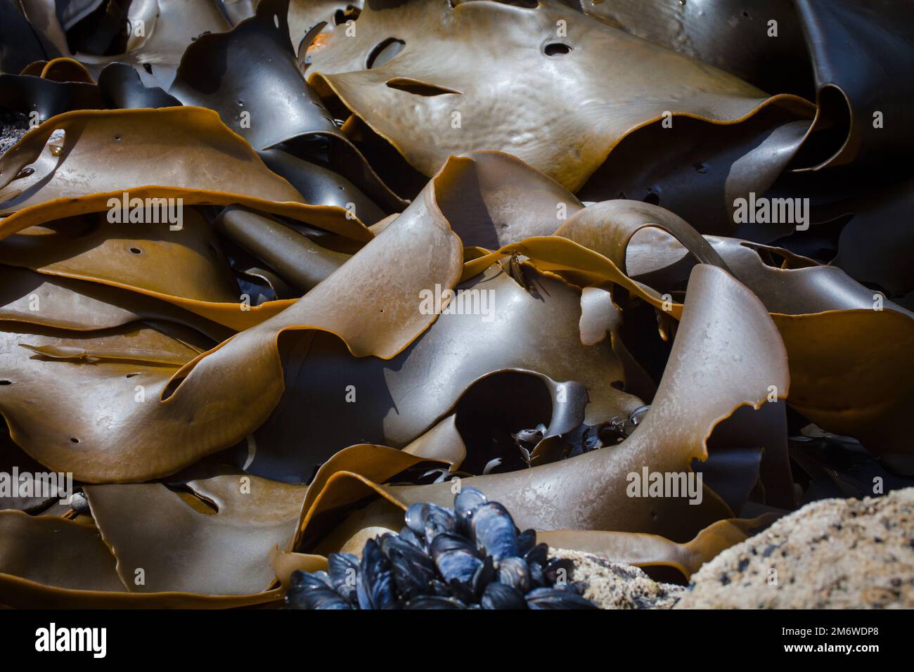 A Look at Life in New Zealand abundant seafood, edible seaweeds and