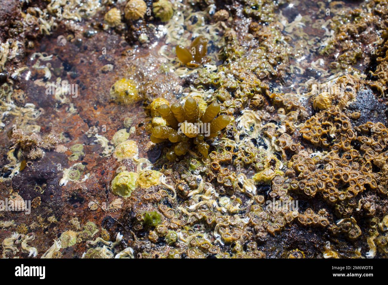 A Look at Life in New Zealand abundant seafood, edible seaweeds and