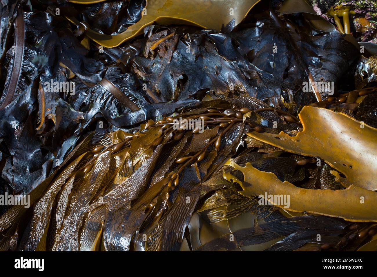 A Look at Life in New Zealand: abundant seafood, edible seaweeds and shellfish on a rocky coastline. (Undaria; Bull Kelp; Bladder Kelp; Mussels). Stock Photo
