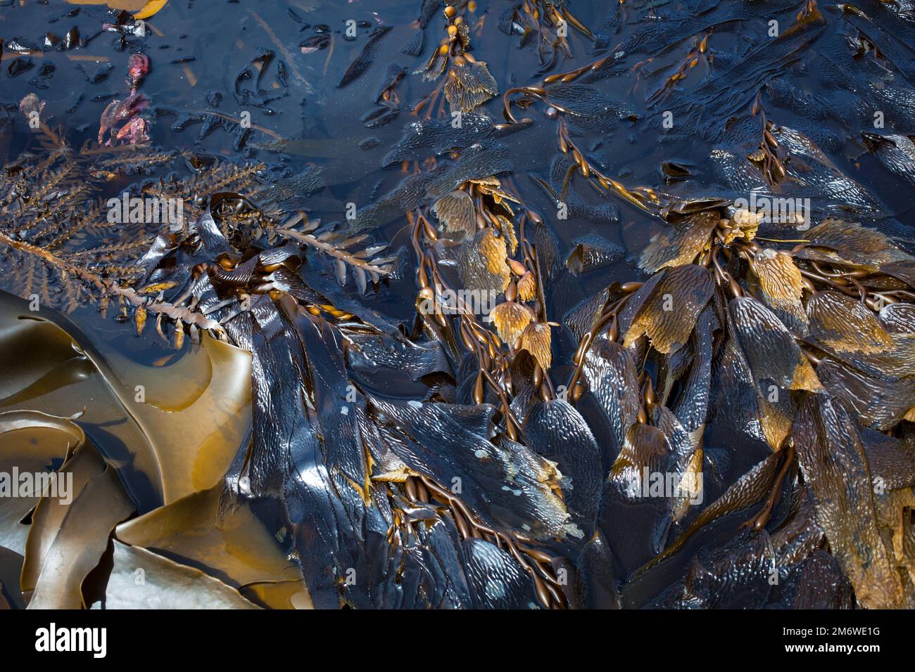 A Look at Life in New Zealand abundant seafood, edible seaweeds and