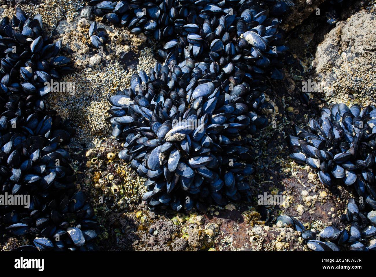 A Look at Life in New Zealand abundant seafood, edible seaweeds and